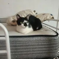 Adopta a Lola, Blanquito Y Patitas