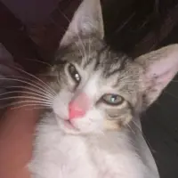 Adopta a Timmy