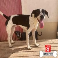 Adopta a Baguette 🥖