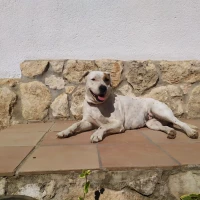 Adopta a Nimbus