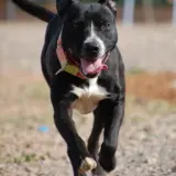 Adopta a Vega