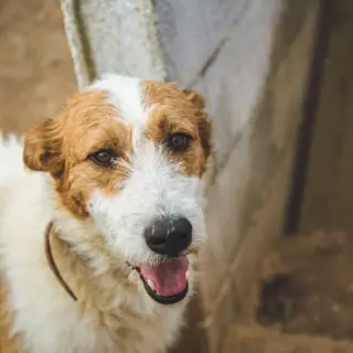 Tambor