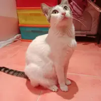 Adopta a Bastet