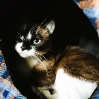 Adopta a Pelusa