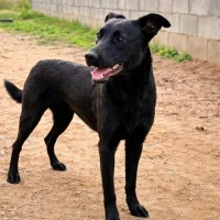 Adopta a Moka
