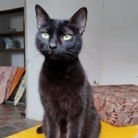 Adopta a Sabrina