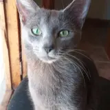 Adopta a Lúa