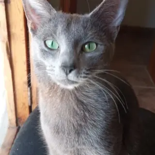 Lúa
