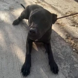 Adopta a Marta