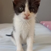 Adopta a Pulguita