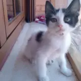 Adopta a Pluma