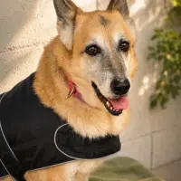 Adopta a Gila