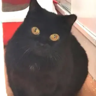 Noa