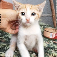Adopta a Pirata