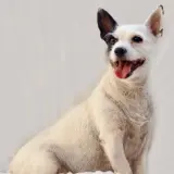 Adopta a Fanny