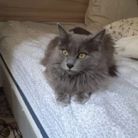 Adopta a Blue