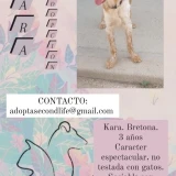 Adopta a Kara