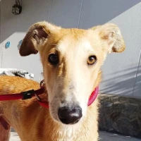 Adopta a Tristón