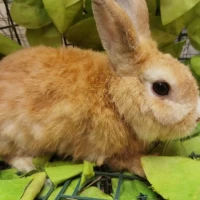 Adopta a Toby ( Castrado)