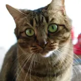 Adopta a Carlota