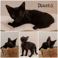 Adopta a Itachi
