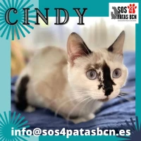 Adopta a Cindy