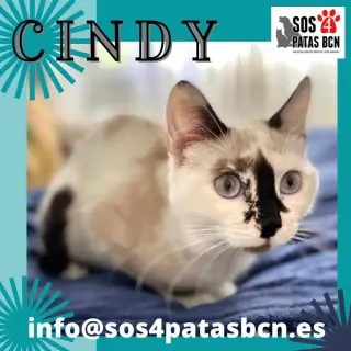 Cindy