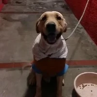 Adopta a Baloo