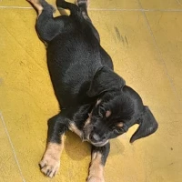 Adopta a Blacky
