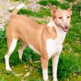 Adopta a Galena