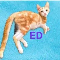 Adopta a Ed