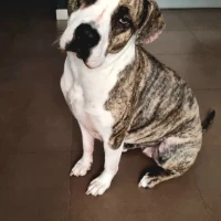 Adopta a Atenea