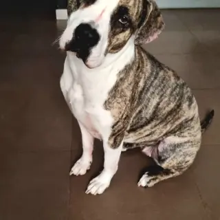 Atenea