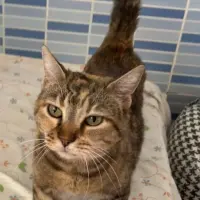 Adopta a Lebeña