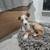 Adopta a Prona