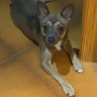 Adopta a Tanita
