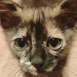 Adopta a Pelusa Y Noche