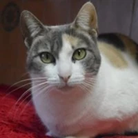 Adopta a Marianita Dulcecita