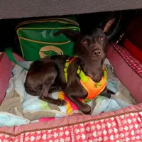 Adopta a Guapi