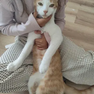 Gatos