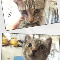 Adopta a 2 Gatitas