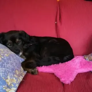 Mirlo
