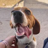 Adopta a Spike