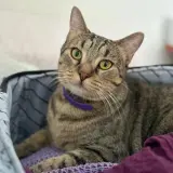 Adopta a Selva