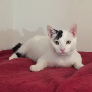 Bombon