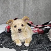 Adopta a Cleo, Cachorra Tlf 645978718