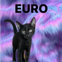Adopta a Euro