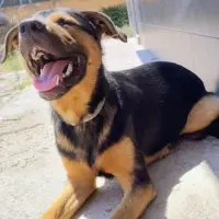 Adopta a Gerry