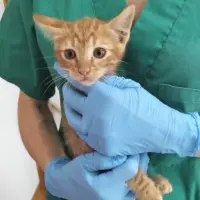 Adopta a Pomelo