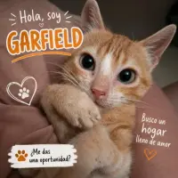 Adopta a Garfield